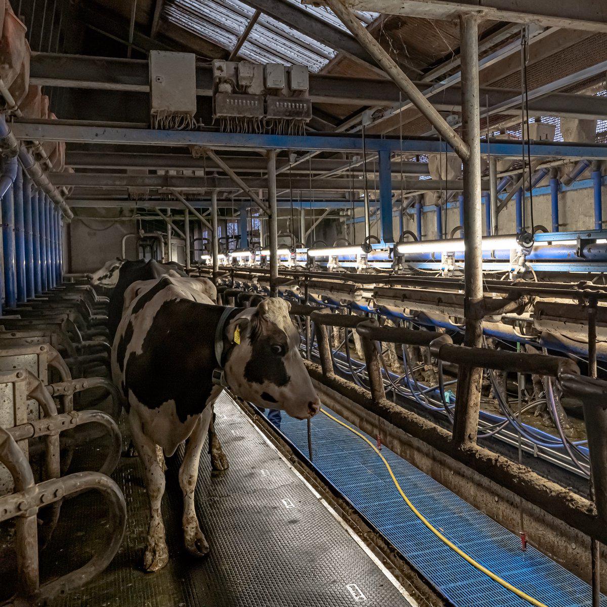 FarmPro LED TL-Leuchte 150 cm - Landwirtschaftliche LED TL-Beleuchtung - Ammoniak- und wasserbeständig - IP69K