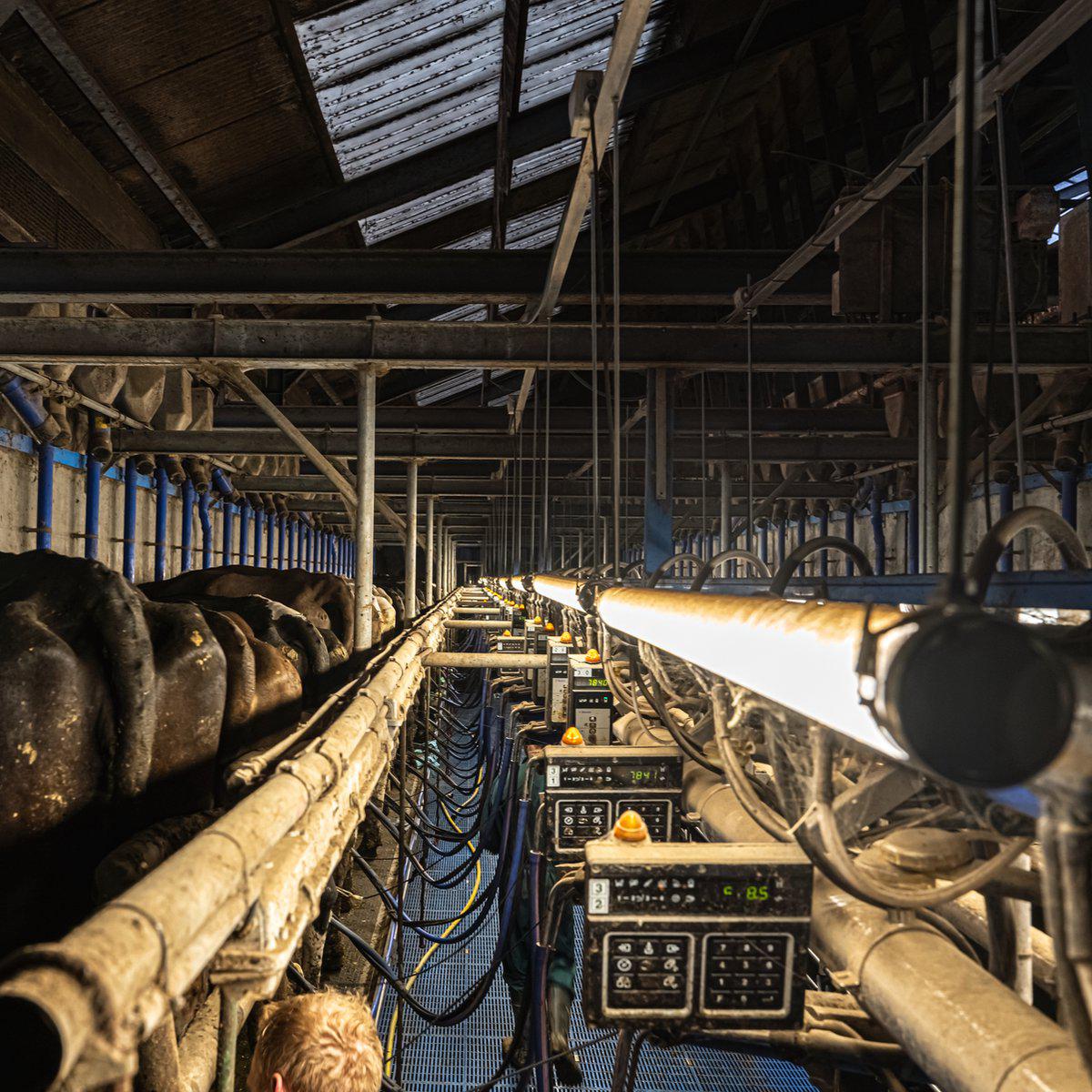 FarmPro LED TL-Leuchte 150 cm - Landwirtschaftliche LED TL-Beleuchtung - Ammoniak- und wasserbeständig - IP69K