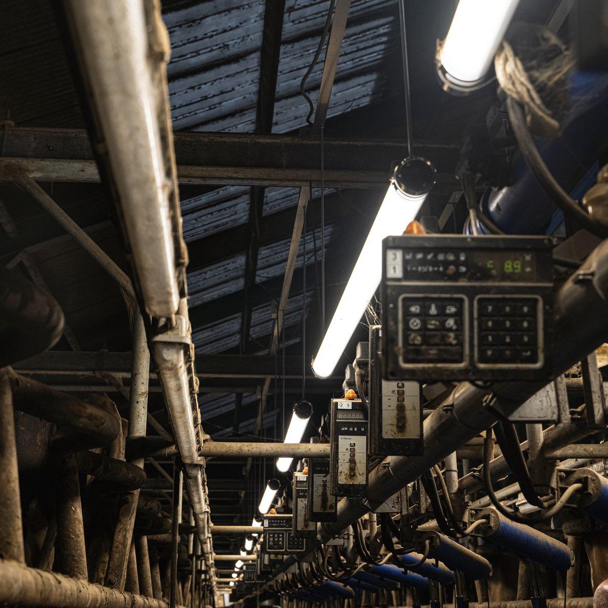 FarmPro LED TL-Leuchte 150 cm - Landwirtschaftliche LED TL-Beleuchtung - Ammoniak- und wasserbeständig - IP69K