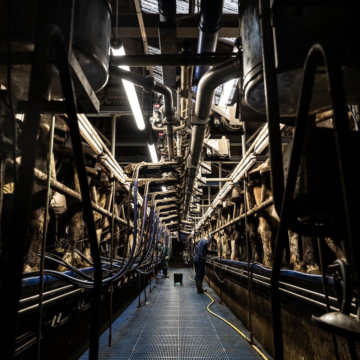 FarmPro LED TL-Leuchte 150 cm - Landwirtschaftliche LED TL-Beleuchtung - Ammoniak- und wasserbeständig - IP69K