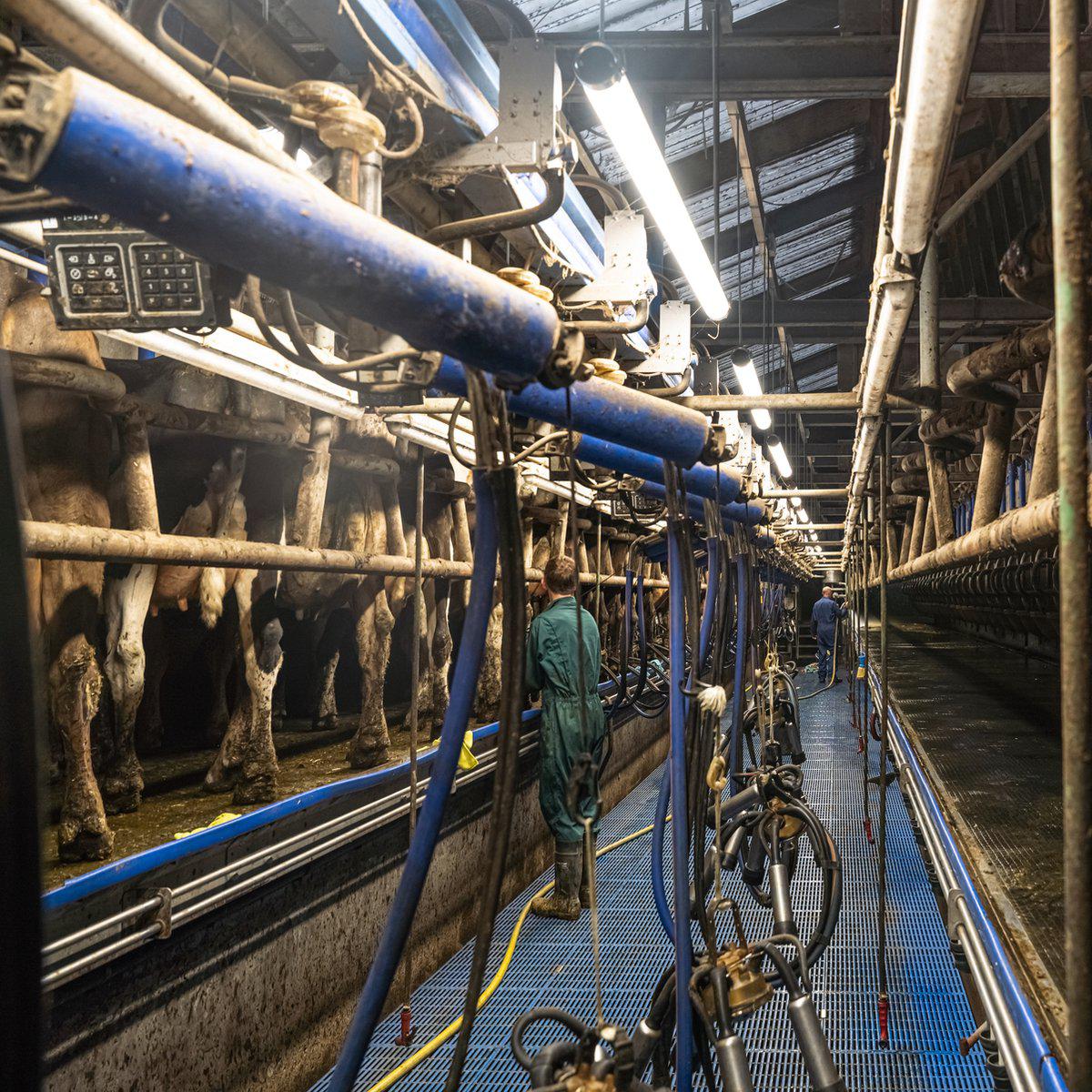 FarmPro LED TL-Leuchte 150 cm - Landwirtschaftliche LED TL-Beleuchtung - Ammoniak- und wasserbeständig - IP69K