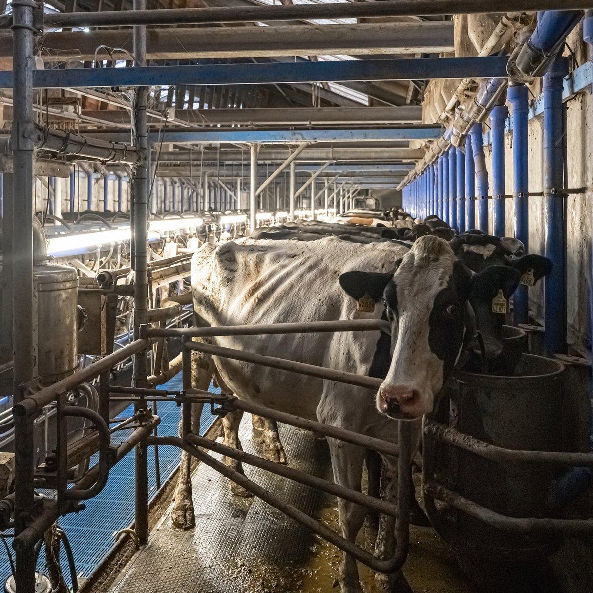 FarmPro LED TL-Leuchte 150 cm - Landwirtschaftliche LED TL-Beleuchtung - Ammoniak- und wasserbeständig - IP69K