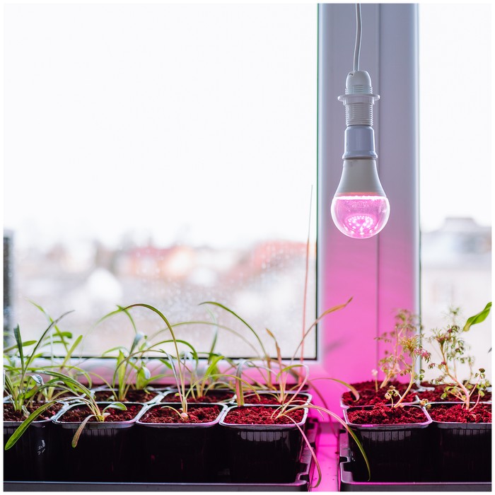 Kweeklamp LED, hangend, voorplantengroei, met roze licht, geschikt voor binnengebruik