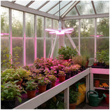 Kweeklamp LED met roze licht in een kas voor het kweken van planten