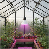 Kweeklamp LED met een witte behuizing en paarse verlichting voor optimale groei in een kas.